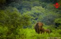 Picture Title - Elephant with baby