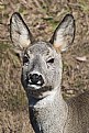 Picture Title - Deer portrait