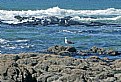 Picture Title - Rocks & Seagulls