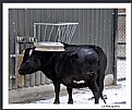 Picture Title - barber shop