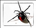 Picture Title - Redback Spider Egg