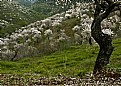 Picture Title - Sea of almond Blossom