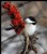 Chickadee & Sumac