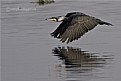 Picture Title - Large cormorant in flight