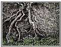 Picture Title -  Roots