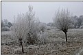 Picture Title - hoarfrost willows