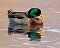 Picture Title - Mallard