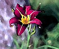 Picture Title - Daylily
