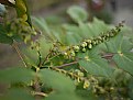 Picture Title - Spring Buds