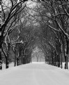 Picture Title - Snowy Tunnel