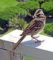 Picture Title - Hungry Sparrow