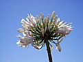 Picture Title - White African Lilly