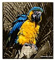 Picture Title - guacamaya