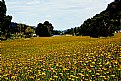 Picture Title - Yellow Daisies