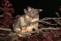 Picture Title - Possum