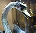 Picture Title - Sliver Swan
