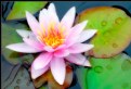 Picture Title - NYMPHAEA