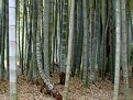 Picture Title - Bamboo Forest