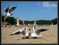 Picture Title - Beach Fight