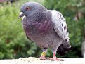 Picture Title - Pidgeon on my fence