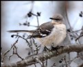Picture Title - Northern Mockingbird