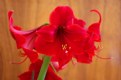 Picture Title - Another Amaryllis