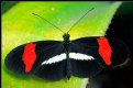 Picture Title - COSTA RICAN BUTTERFLY