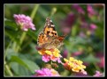 Picture Title - Painted Lady Butterfly - Vanessa cardui