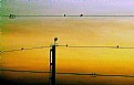 Picture Title - cip, cip