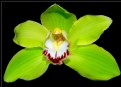 Picture Title - ORCHID