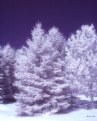 Picture Title - Winter Pines