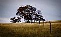 Picture Title - Lone tree