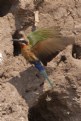Picture Title - Bee-eater taking off