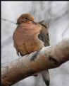 Picture Title - Mourning Dove