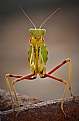 Picture Title - mantis2