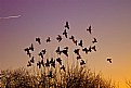 Picture Title - Birds at sunset