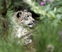 Picture Title - Snow Leopard