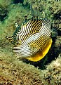 Picture Title - Female Ornate Boxfish