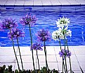 Picture Title - Flowers & Pool