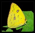 Picture Title - COSTA RICAN BUTTERFLY 2