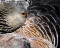 Picture Title - Napping Goose