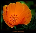 Picture Title - California Poppy