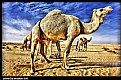 Picture Title - Camel with baby