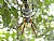 Argiope