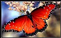 Picture Title - Butterfly