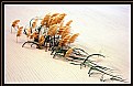 Picture Title - Pampas Grass
