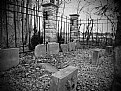 Picture Title - Dog Cemetery
