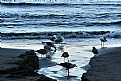 Picture Title - gulls in autumn