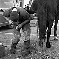 Picture Title - Shoeing Horse.