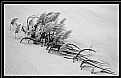 Picture Title - Pampas Grass in B&W